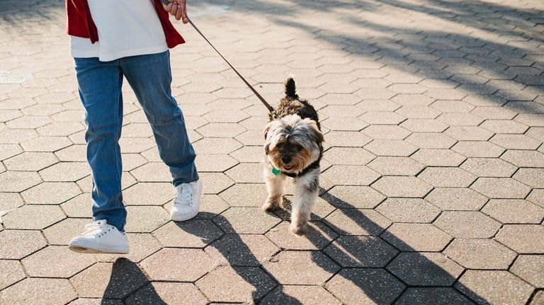 A small dog walking calmly on a leash