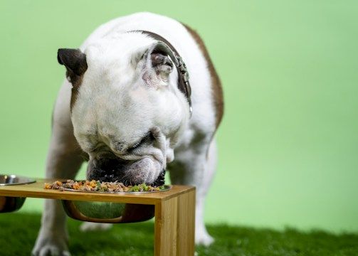 A bulldog eating from a raised bowl
