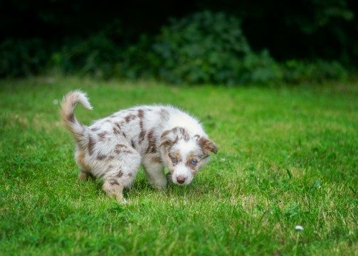 A puppy sniffing the grass outdoors